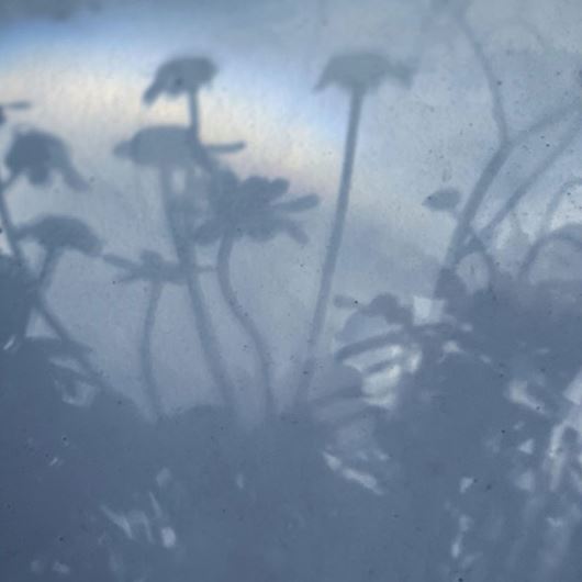 Shadows of wispy botanicals evoke ATMOSPHERIC's moody color palette.