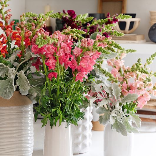 Kitchen decor is accented by a festive array of snapdragons and dusty miller.