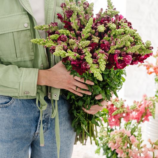 A handheld bouquet of red snapdragons.
