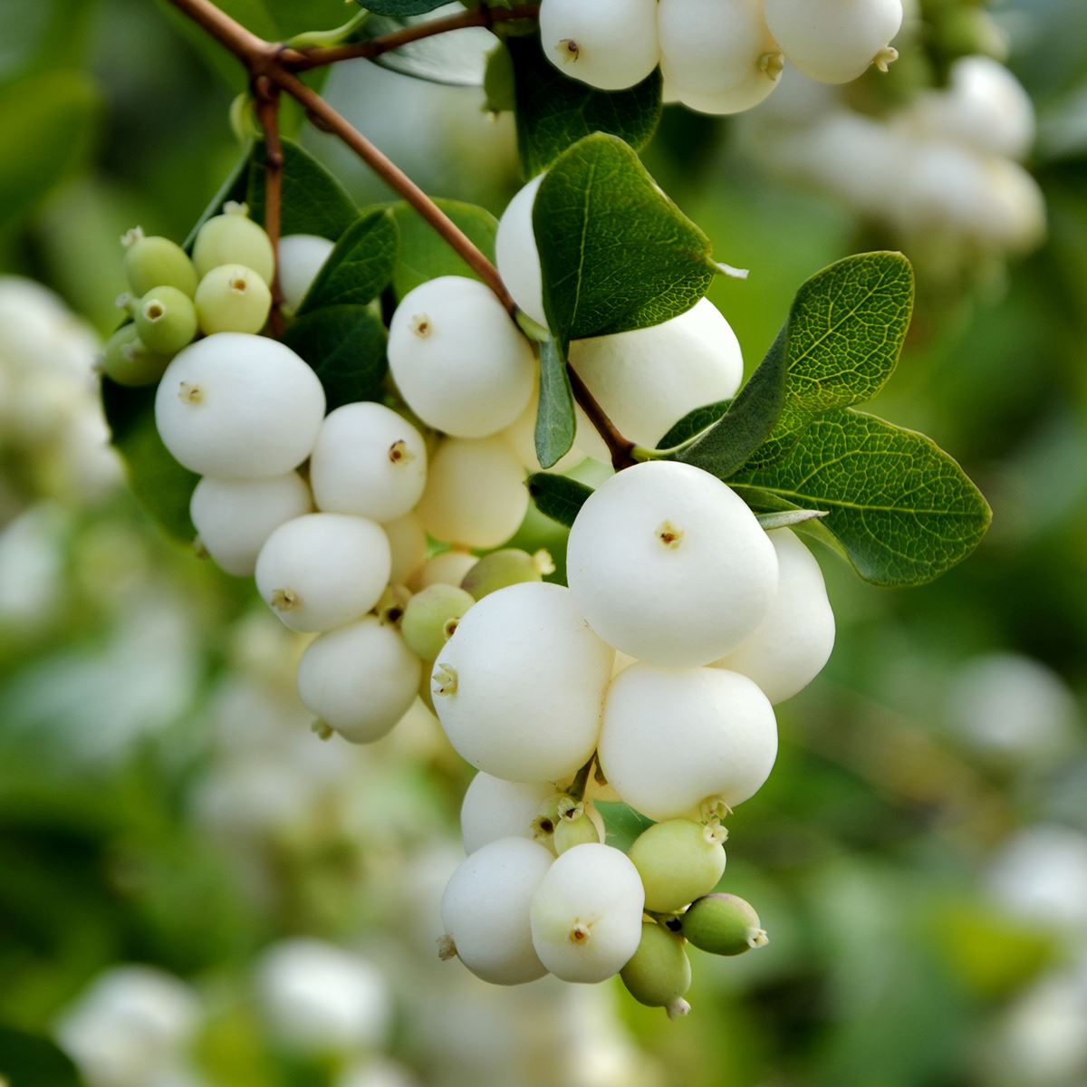 Edible White Berries From Native Plants