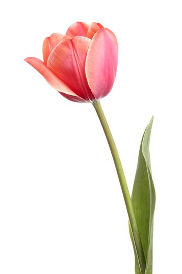 Download Tulip Flowers We Love Flower Style Magazine