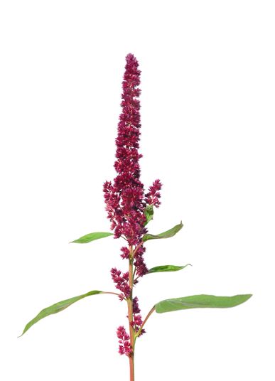 AMARANTHUS photo