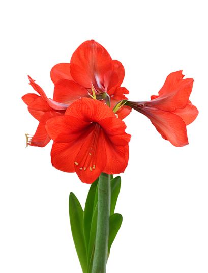 HIPPEASTRUM photo