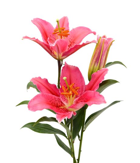 All About Lilies