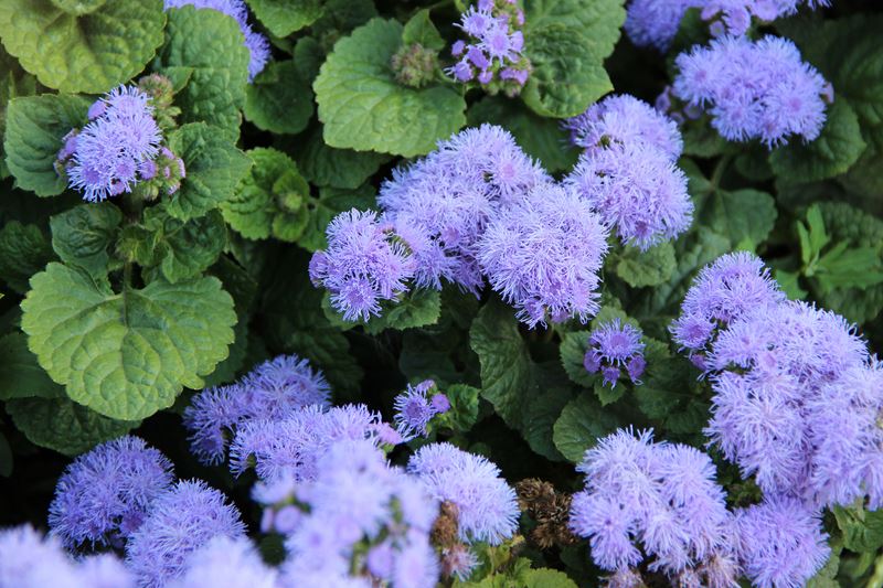 Ageratum Flowers We Love Flower Style Magazine