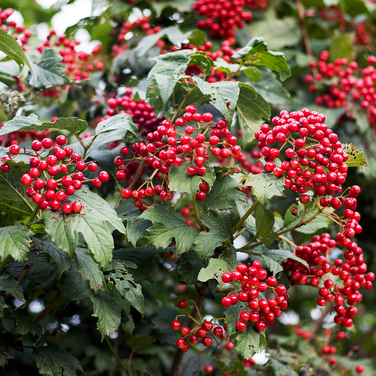 Our Essential Guide to Decorative Winter Berries (Plus A Few